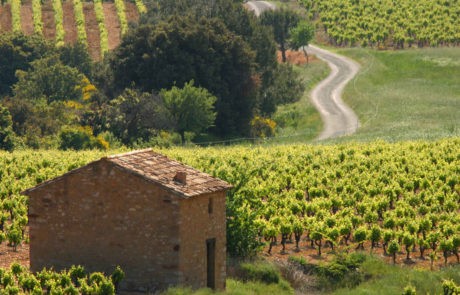 Reserve de Marande vineyards